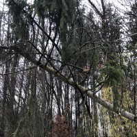 Baum auf Stromleitung