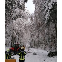 Zahlreiche umgestürzte Bäume auf Grund des Schneefalles